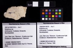 Foto (Objket + Etiketten) von Bullariscus sp. 